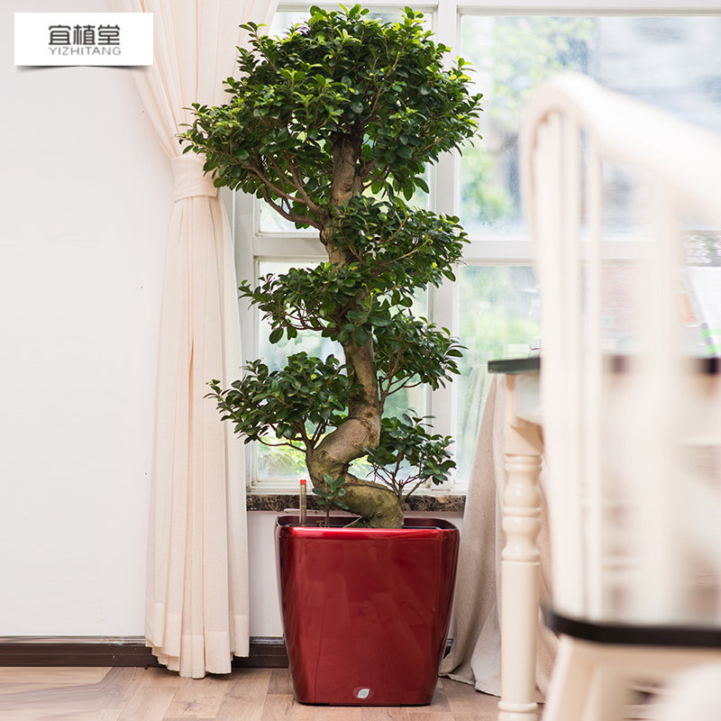 2002 Creative Simple Square Automatic Water Absorbing Flower Pot Desktop Indoor Office Large Green Rose Flower Pot