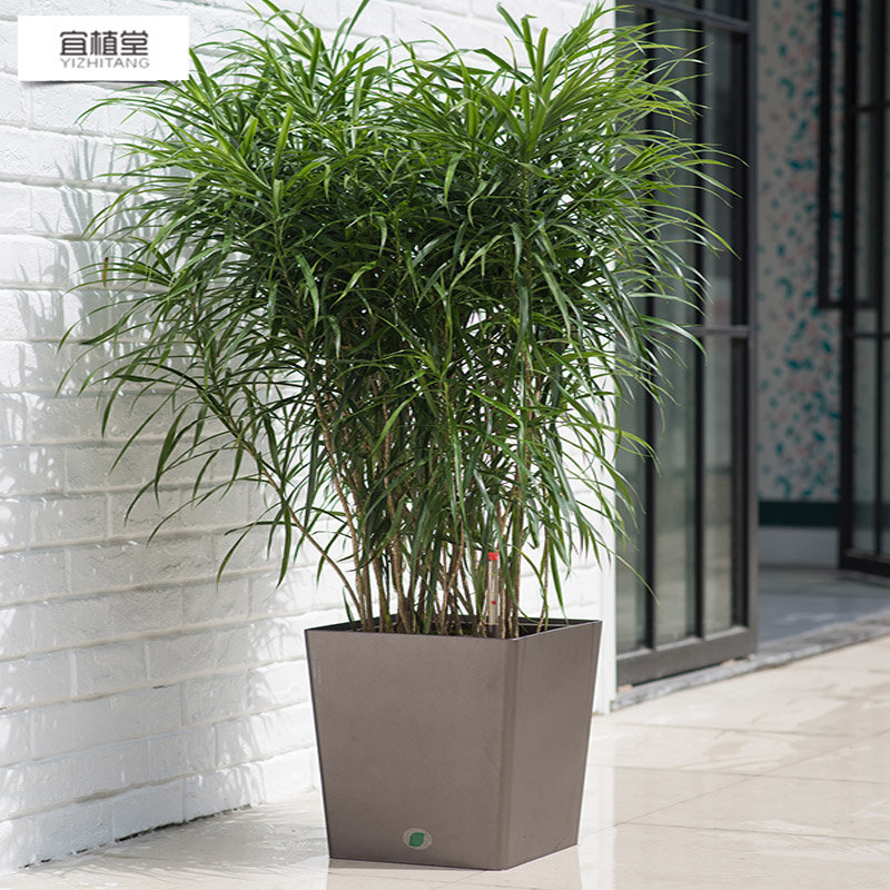 4003 simple automatic water absorbing flowerpot baked paint square succulent pot balcony desktop lazy flowerpot plastic